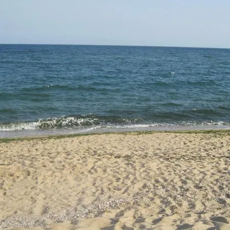 Palma Nisipurile de Aur